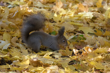 portrait of a squirrel on yellow fallen maple leaves