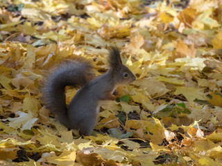 portrait of a squirrel in autumn
