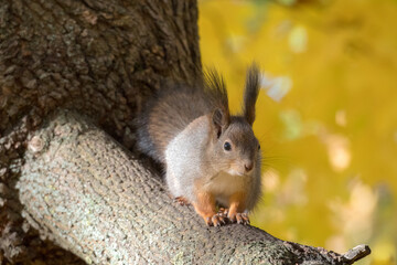 portrait of a squirrel on a tree branch