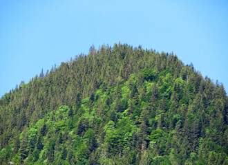 Alpine mountains above Lake Lungern or mixed forest above the natural reservoir Lungernsee - Canton of Obwald, Switzerland (Alpenberge und Mischwald oberhalb des Naturstausee Lungererses - Schweiz)