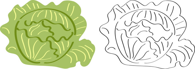 Cabbage - a vegetable for vegetarians, flat vector cartoon drawing. Children's coloring, black outline sketch of an edible product.