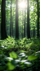forest in the morning