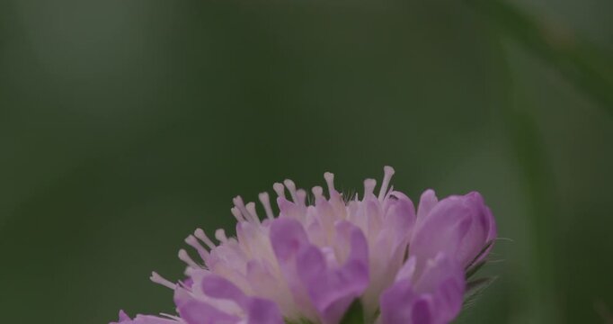 SLO MO CU Hoverfly pollinating field scabious flower / Dorset, UK