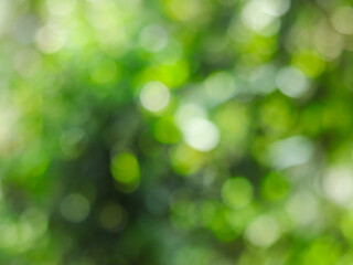 The bokeh circles from light shining through the leaves of trees on rainy time, natural green bokeh blurred background, Nature abstract background, nature green bokeh. 