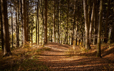 Path covered with fallen autumn leaves through a forest