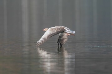 Goose flying low over a serene lake.