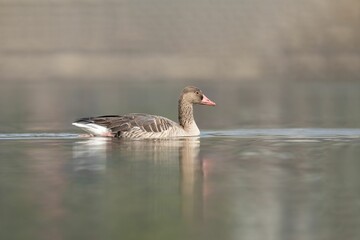 Greylag Goose Gliding on Calm Water