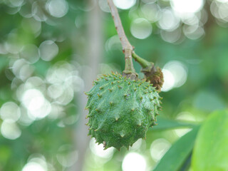 A young soursop fruit in a tree branch on bokeh green background