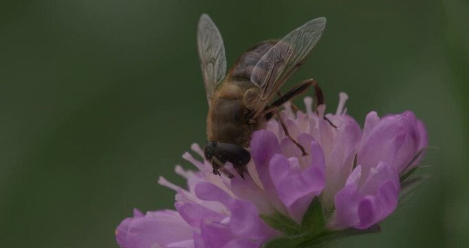 SLO MO CU Hoverfly pollinating field scabious flower / Dorset, UK