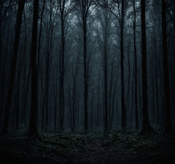 Fototapeta premium Dark forest in the middle of nowhere