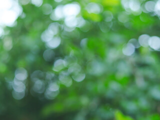 The bokeh circles from light shining through the leaves of trees on rainy time, natural green bokeh blurred background, Nature abstract background, nature green bokeh. 