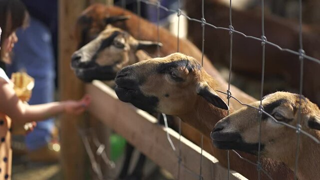 Visitors feed and engage with Cameroon goats on scenic eco-farm. Vibrant countryside experience highlighting sustainable farming, animal welfare and enjoyable activities with small, sociable goats. 
