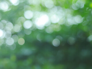Obraz premium Green bokeh on nature abstract blur background green bokeh from tree