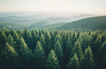 Fototapeta premium Aerial View of Evergreen Forest and Distant Mountains