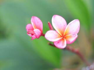 flower in selective focus. blurred.  pink plumeria flowers.