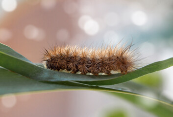 furry caterpillar on a green blade of grass