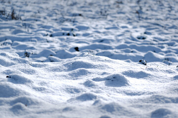 Obraz premium Fresh snow outdoors, country peaceful scene