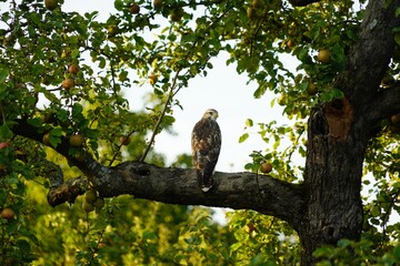 A stately kestrel sits on a branch in the apple tree and looks over his right shoulder at the viewer