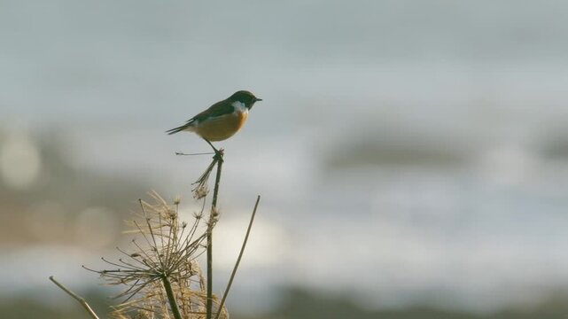 Stonechat perched in front of breaking waves on the Scottish coast