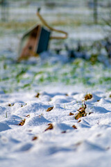 Fresh snow outdoors, country peaceful scene