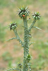 natural thorns, purple flowering thorn photos