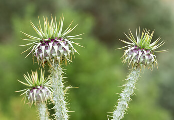 natural thorns, purple flowering thorn photos