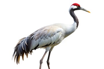 Obraz premium crowned crane bird