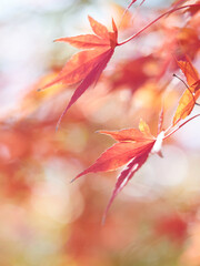 冬の森の紅葉のアップ写真