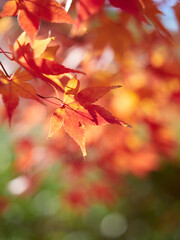 冬の森の紅葉のアップ写真