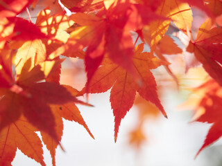 冬の森の紅葉のアップ写真