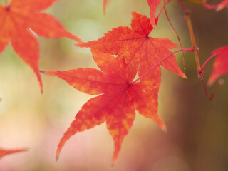 冬の昼の森の紅葉の美しい風景