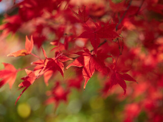 冬の昼の森の紅葉の美しい風景