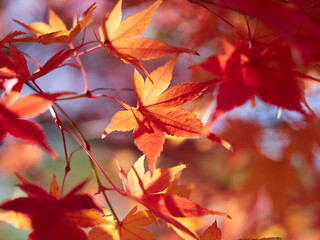 冬の森の紅葉のアップ写真