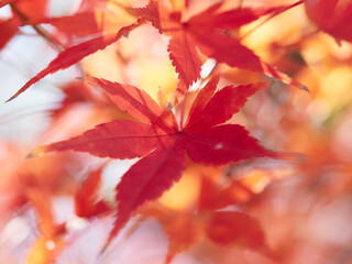 冬の森の紅葉のアップ写真