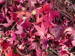 冬の森の地面のたくさんの紅葉の落ち葉の風景