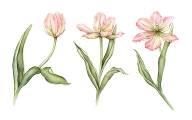 Set of Pastel peach light yellow Tulips and open bud watercolor illustration isolated on white background. Hand drawn delicate garden spring perennial bulbous flower for spring wedding design or card.