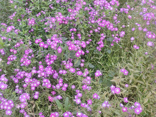 Vibrant Garden Phlox Flower in Full Bloom with Bright Pink Petals Captured in Close Up.