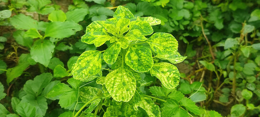 Vibrant Green Indian Acalypha Leaves in Full Display with Natural Sunlight and Rich Foliage.