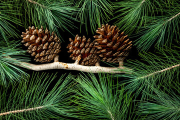 Green spruce branches and cones on black background.