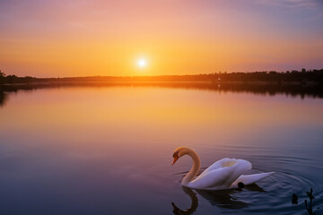 Fototapeta premium A swan swimming in water at sunset. Swans at sunset on the river. Swans in the nature at sunset on the white river. Swans in the evening at sunset in nature lifestyle.