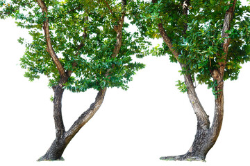 Big tree with green leaves, white background