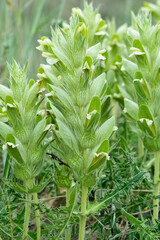 photos of wild plants and flowers. Images of thorny flowers.