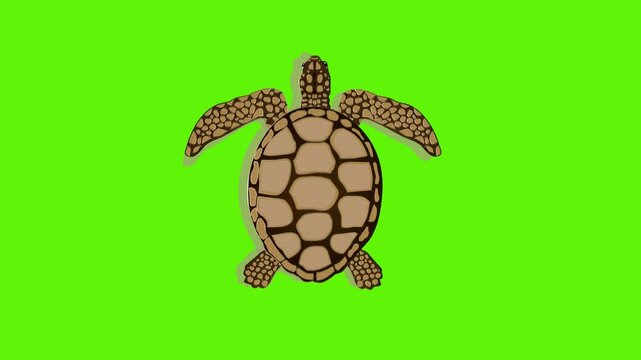 Animated video of a sea turtle swimming on a green background, top view, art, animal, reptile.