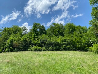 Obraz premium Alpine meadows along Lake Lungern or pastures by Lake Lungernsee - Canton of Obwald, Switzerland (Almwiesen entlang des Naturstausee Lungererses - Kanton Obwald, Schweiz)