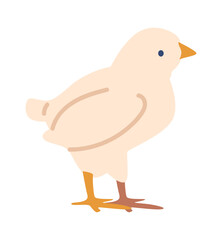 Chicken broiler breed vector illustration