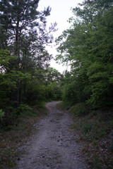 Obraz premium A landscape featuring a road to a nature reserve focuses on the importance of conserving natural resources. This image symbolizes the preservation of wildlife and harmony between humans and nature. 