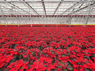 greenhouse with poinsettia flowers