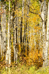 A forest with trees that are yellow and brown