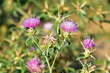 natural thorns and gorgeous thorn photos