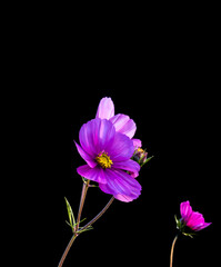 Annual dahlia flower in the garden in summer.